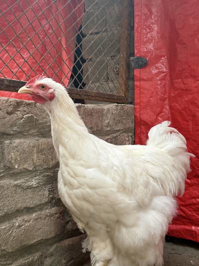 White heavy buff male pullet