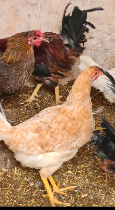 Desi Golden Misri Murgia Available