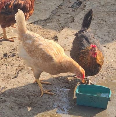 Desi Golden Misri Murgia Available