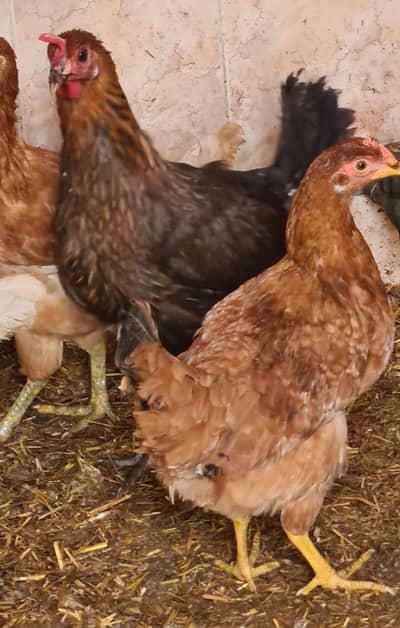 Desi Golden Misri Murgia Available