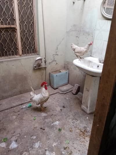 murga or murgi for sale