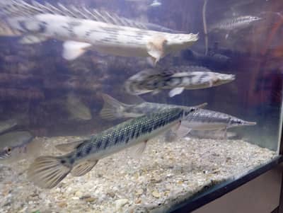 Florida gar multiple size