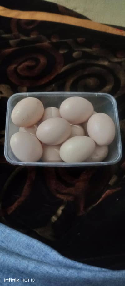 Aseel hen, eggs, putha shamo pathe for sale