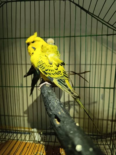 lemon TCB hogoromo jumbo size male