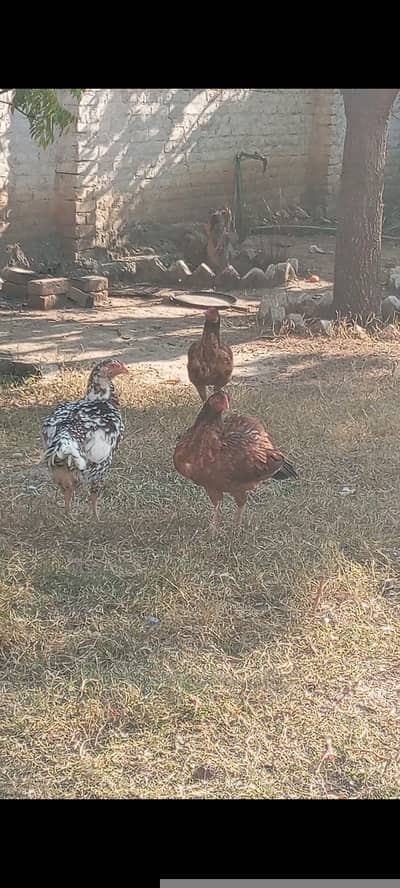 Aseel murghiyan and murgha for sale