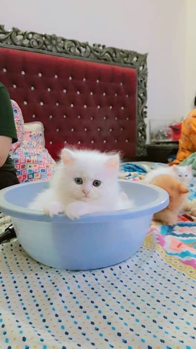 Kittens (Pure Persian Bloodline)