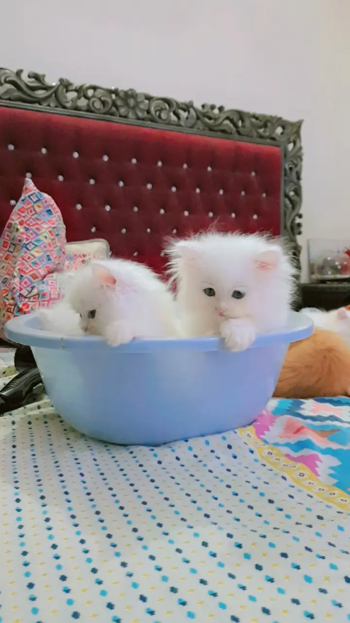 Kittens (Pure Persian Bloodline) — photo 2