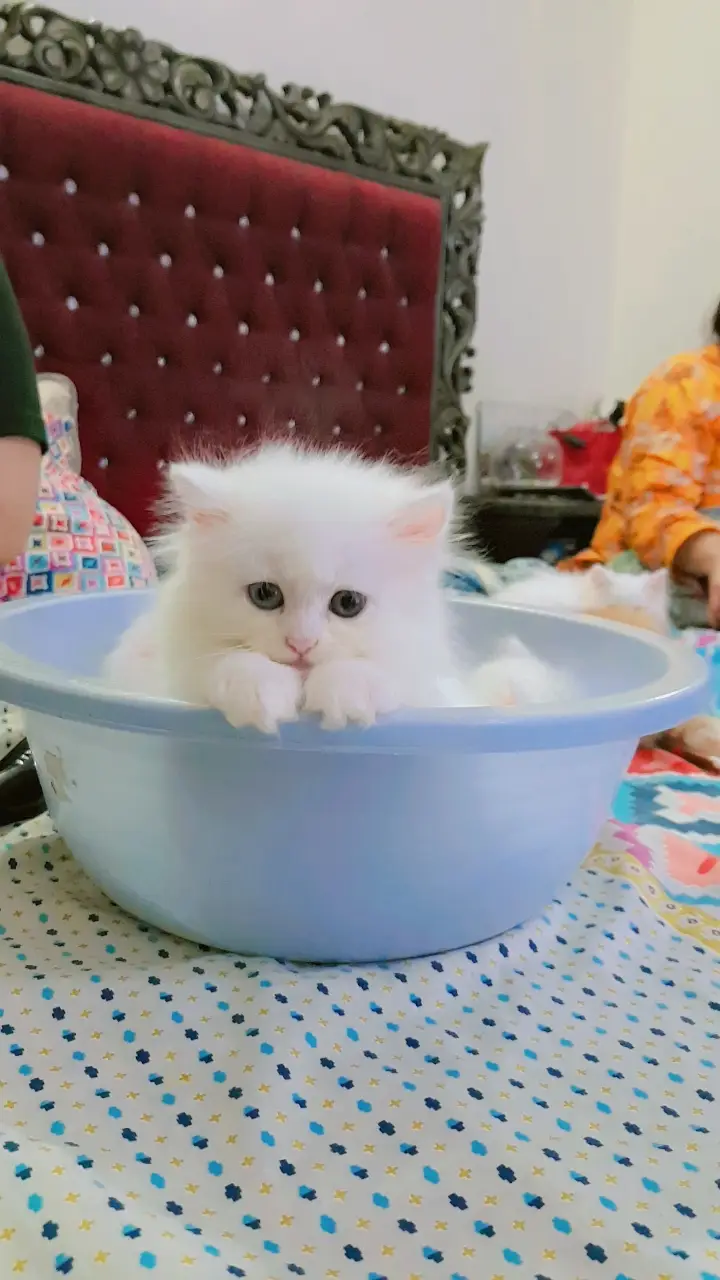 Kittens (Pure Persian Bloodline) — photo 3