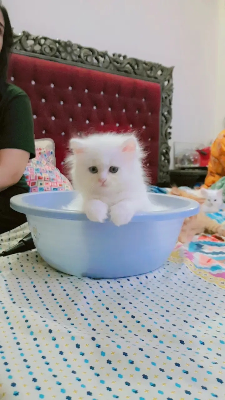 Kittens (Pure Persian Bloodline) — photo 4