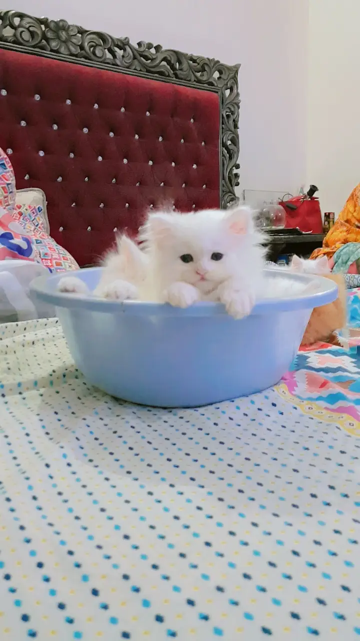 Kittens (Pure Persian Bloodline) — photo 5