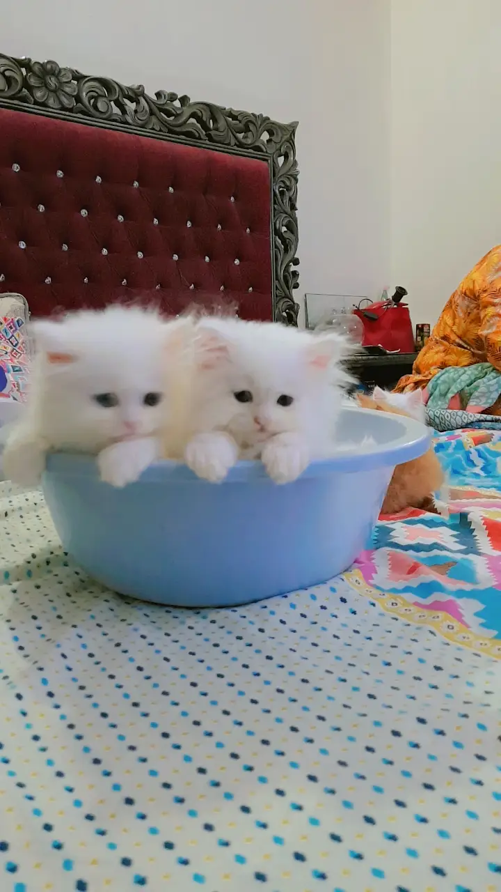 Kittens (Pure Persian Bloodline) — photo 6