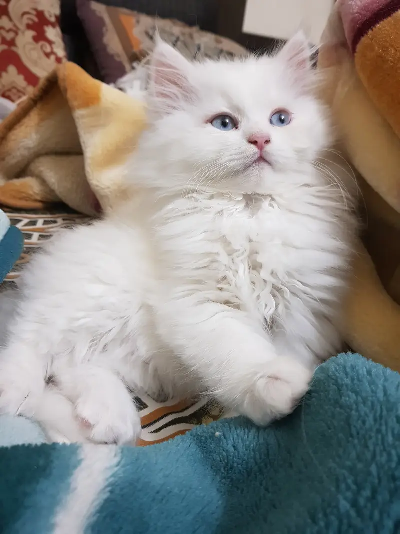 Kittens (Pure Persian Bloodline) — photo 7