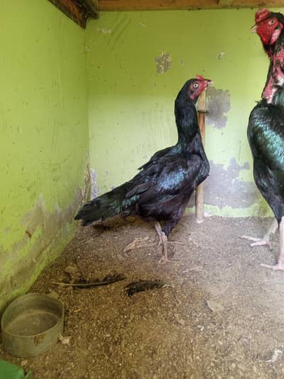 high quality mushka madiyan