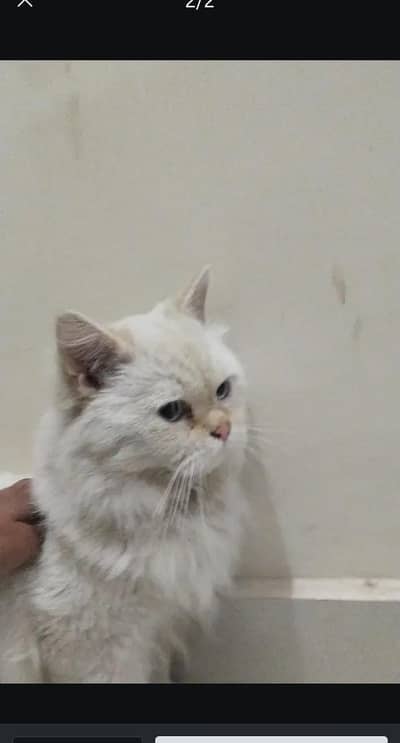 Persian male cat for instant sale serious buyer contract