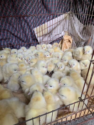 Small Chicks Available For Sale