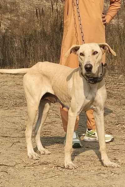 lappi gultair breeder female for sale