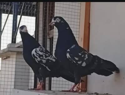 Black Teddy Neelay Teddy Cheena Teddy