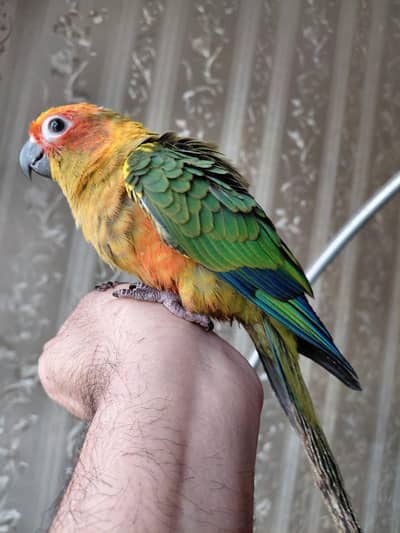 Sun Conure Chick (Self-Feed, Hand-tamed)