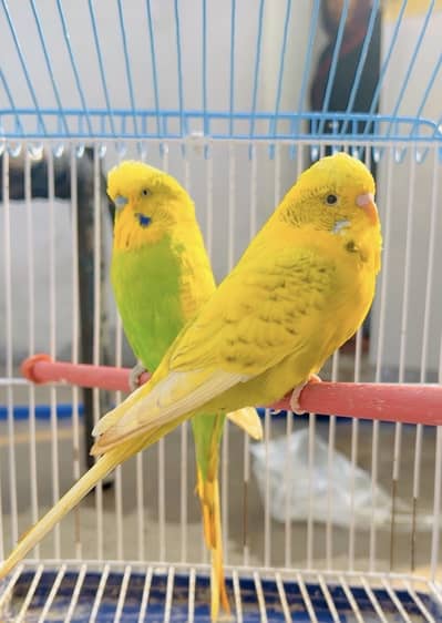 Hogoromo, Underexi, Java