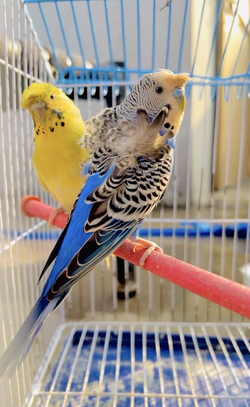 Hogoromo, Underexi, Java 1