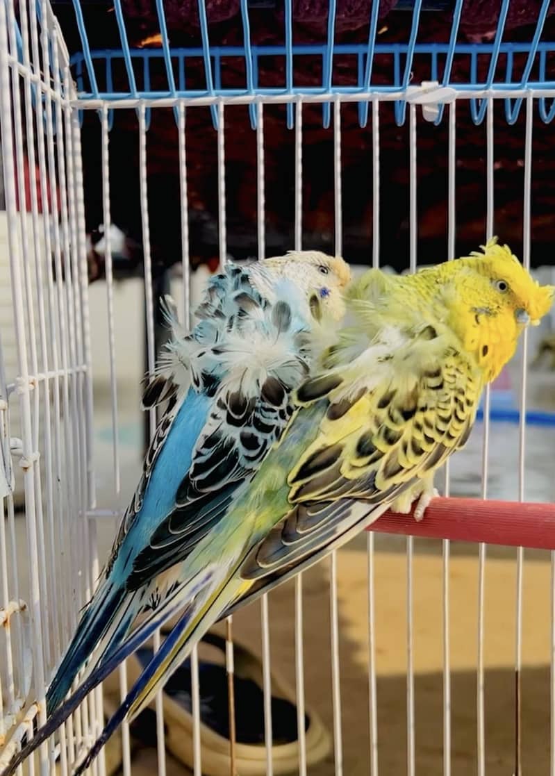 Hogoromo, Underexi, Java 2