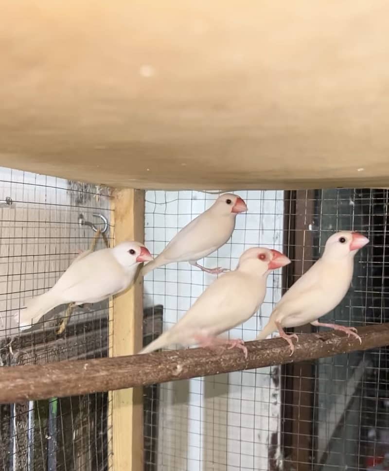 Hogoromo, Underexi, Java 4