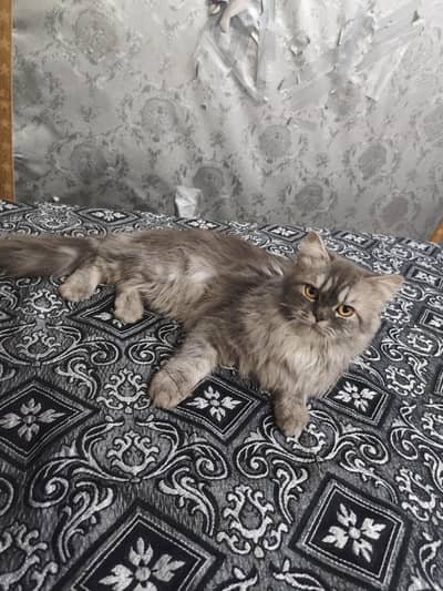 Persian cat