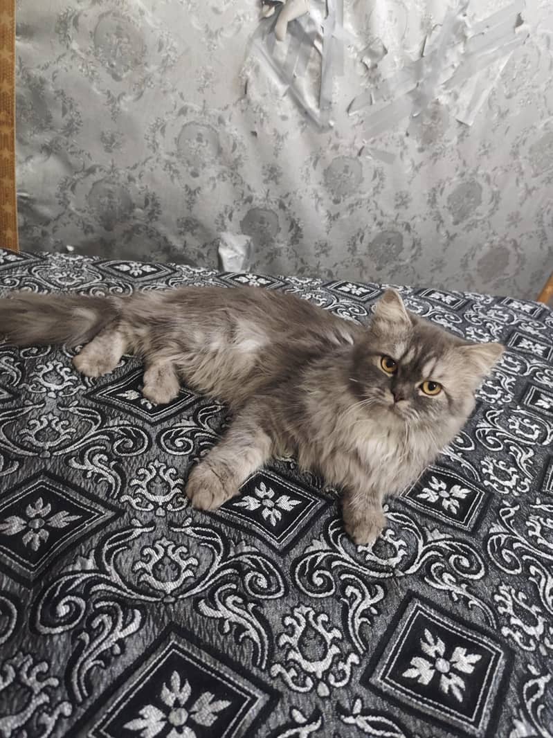 Persian cat 0