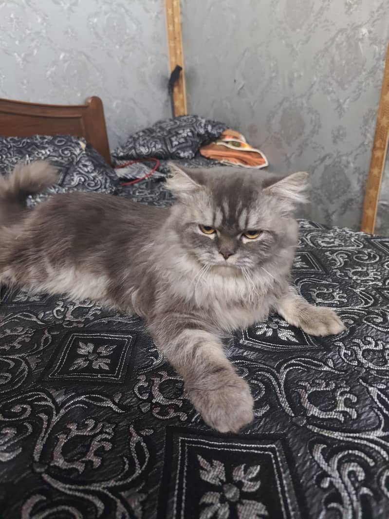 Persian cat 1