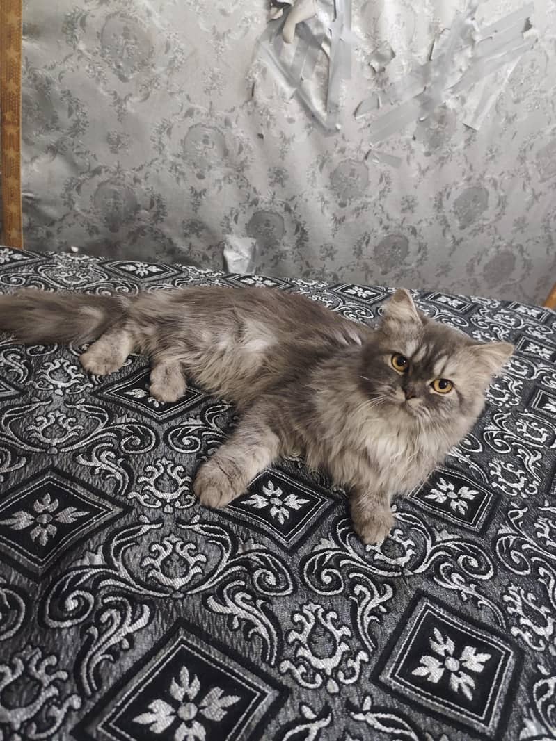 Persian cat 2