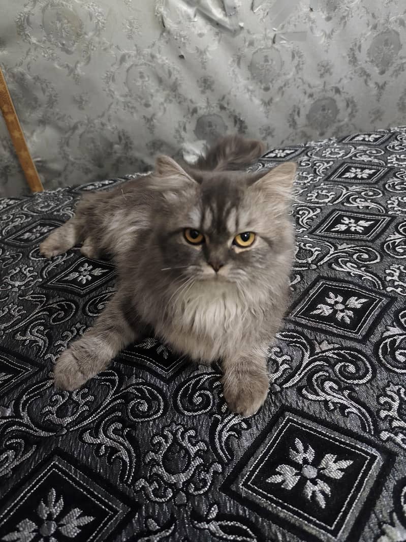 Persian cat 3