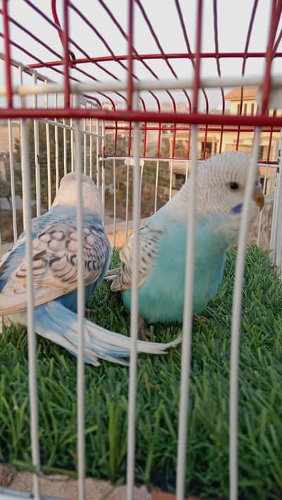 Budgies pair