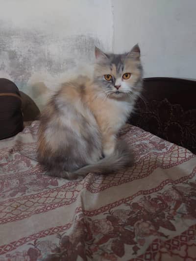 cute Persian cat