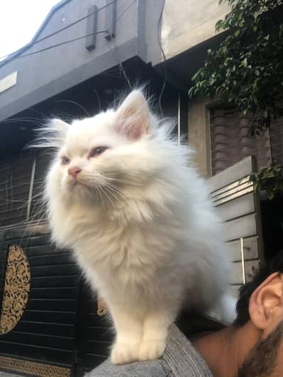 top quality Persian cat long coat healthy active