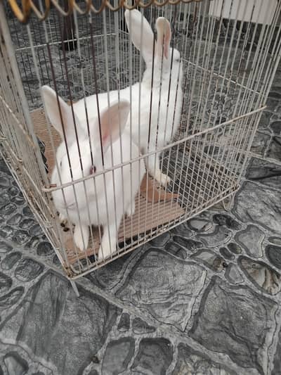 White rabbits red eye pair