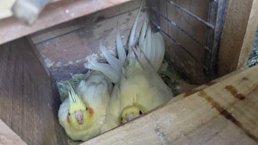 cocatails pair cream cocatails pair 10k