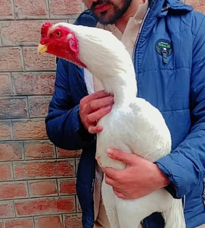 White German Oh-Shamo  Male