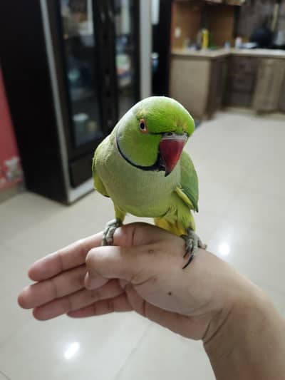 male parrot talking