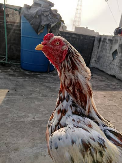 pair aseel high quality for sale