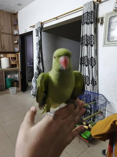 female parrot