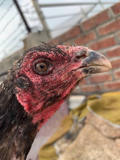 Vaitnam x pakoi female Thai male