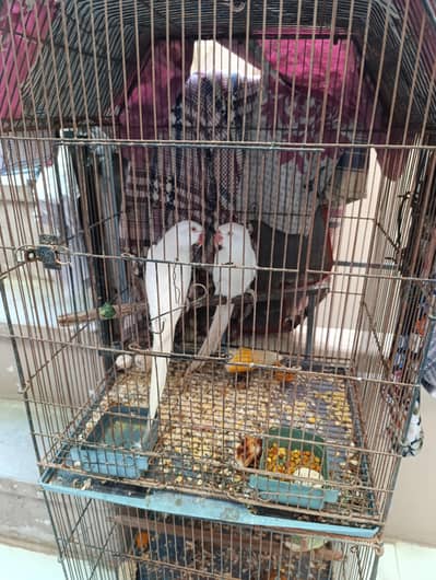 white and yellow ringneck