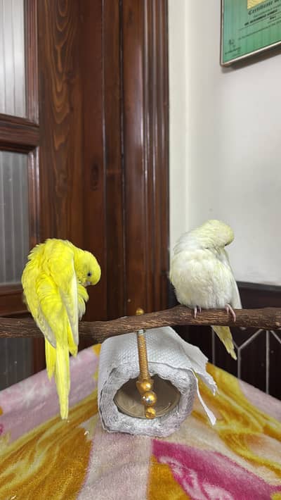Hand tamed Australian parrot
