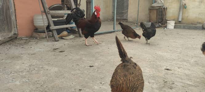 pure desi eggs lying hens for sale