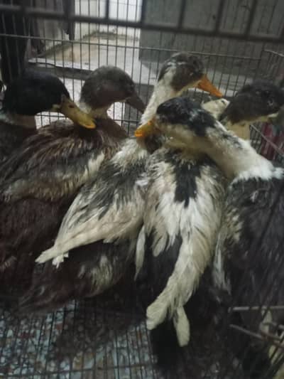 Healthy Home breed ducks for sale.