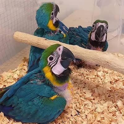 blue macaw parrot 4 month age 0342.4575. 705