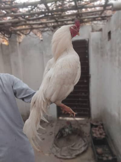 aseel pure paper white heera male for sell