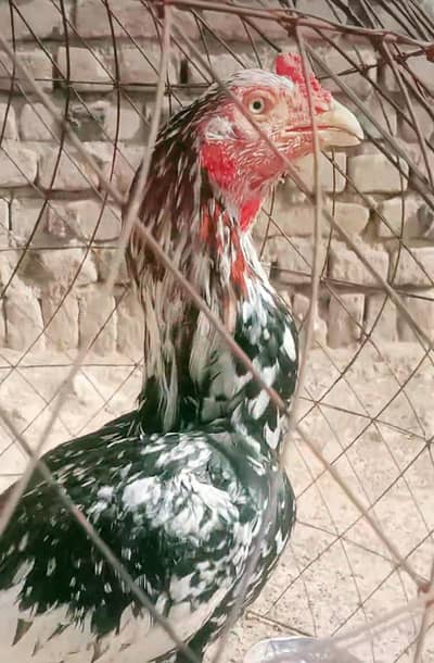 High quality Aseel murga