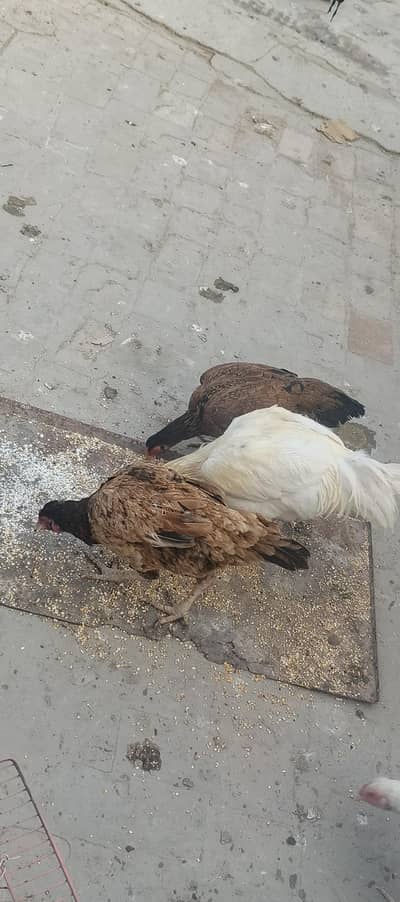 2 aseel hens andy dy rahi ha