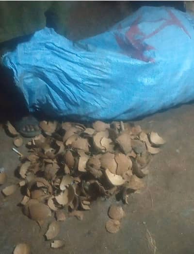 Cocunet shell (Narial haddi ) chahyee